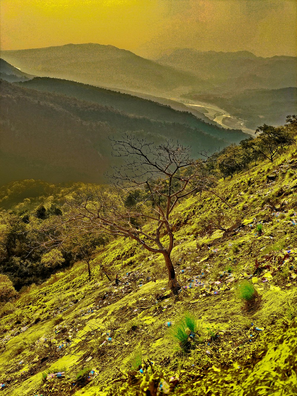 Un albero solitario sul fianco di una collina