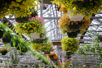 A vibrant display of colorful 10-inch hanging baskets swaying gently outside a modern greenhouse.