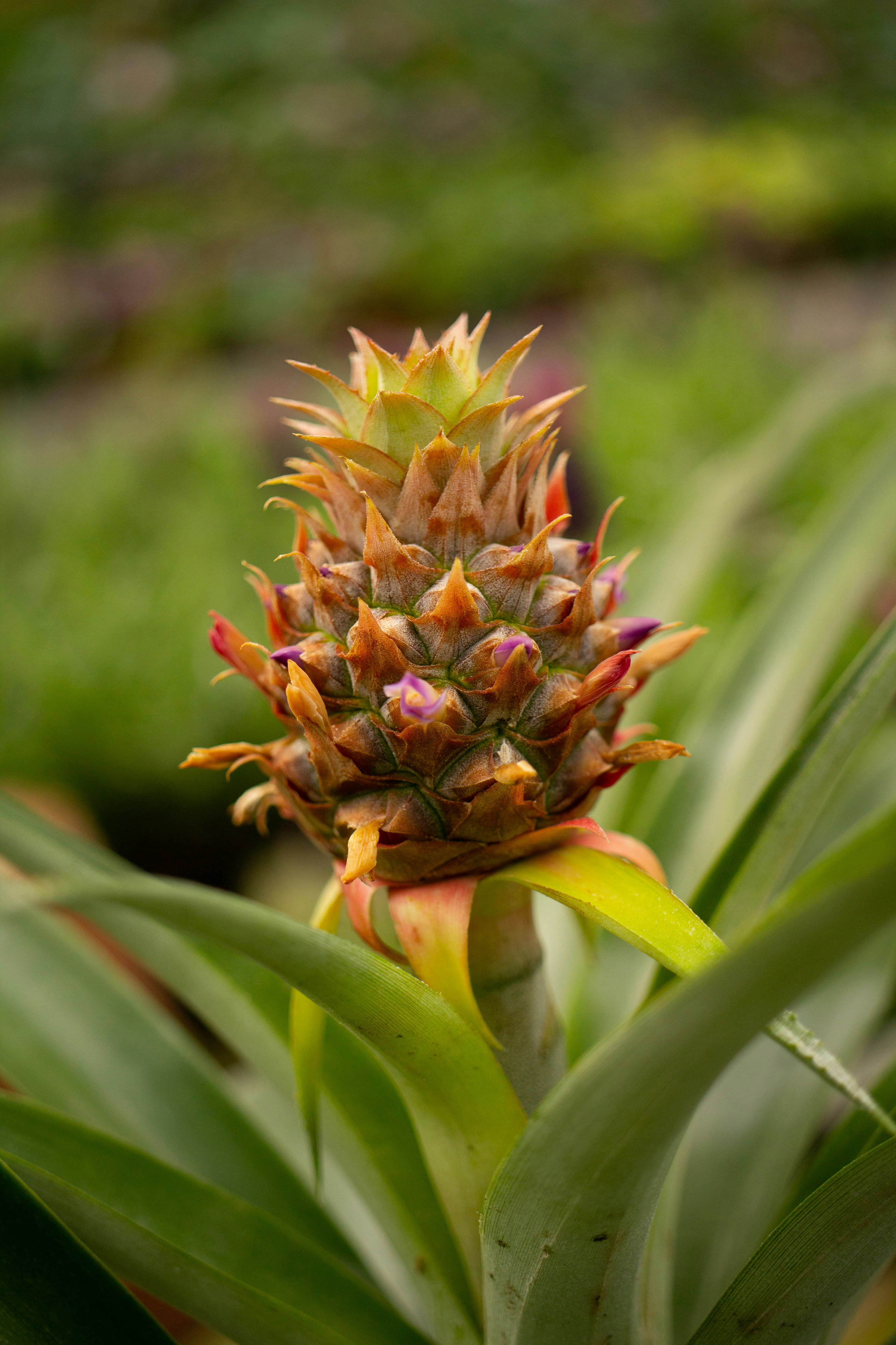 Environmental Impact of Pineapple Fiber Production