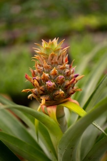a close up of a pineapple growing in a field
