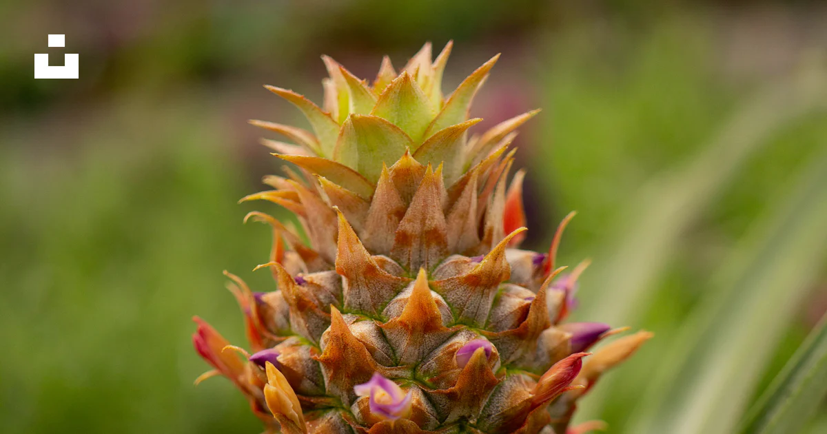 Foto Un primer plano de una piña creciendo en un campo – Imagen Planta ...