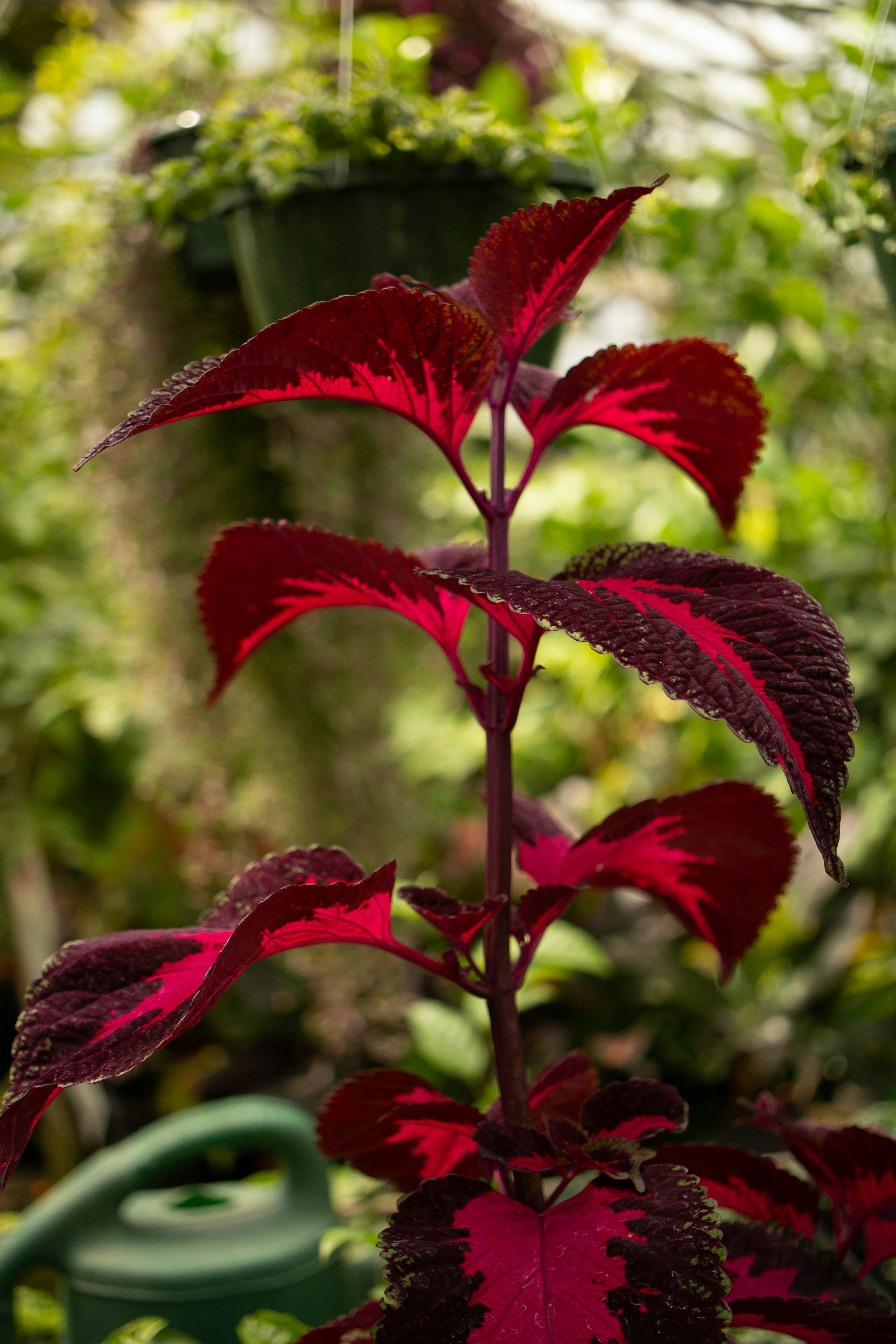 赤い葉を持つ植物のクローズアップ