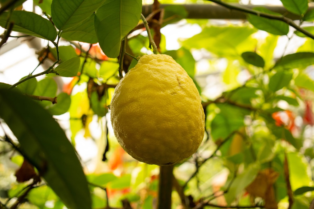 a lemon hanging from a tree in a garden