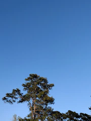 A healthy tree standing tall after professional care and risk prevention treatment.