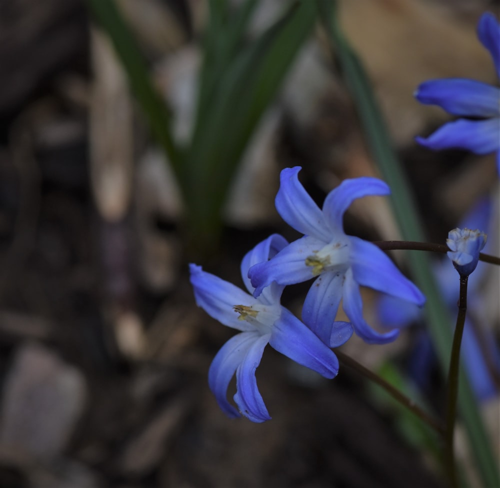 eine Nahaufnahme einiger blauer Blumen auf dem Boden