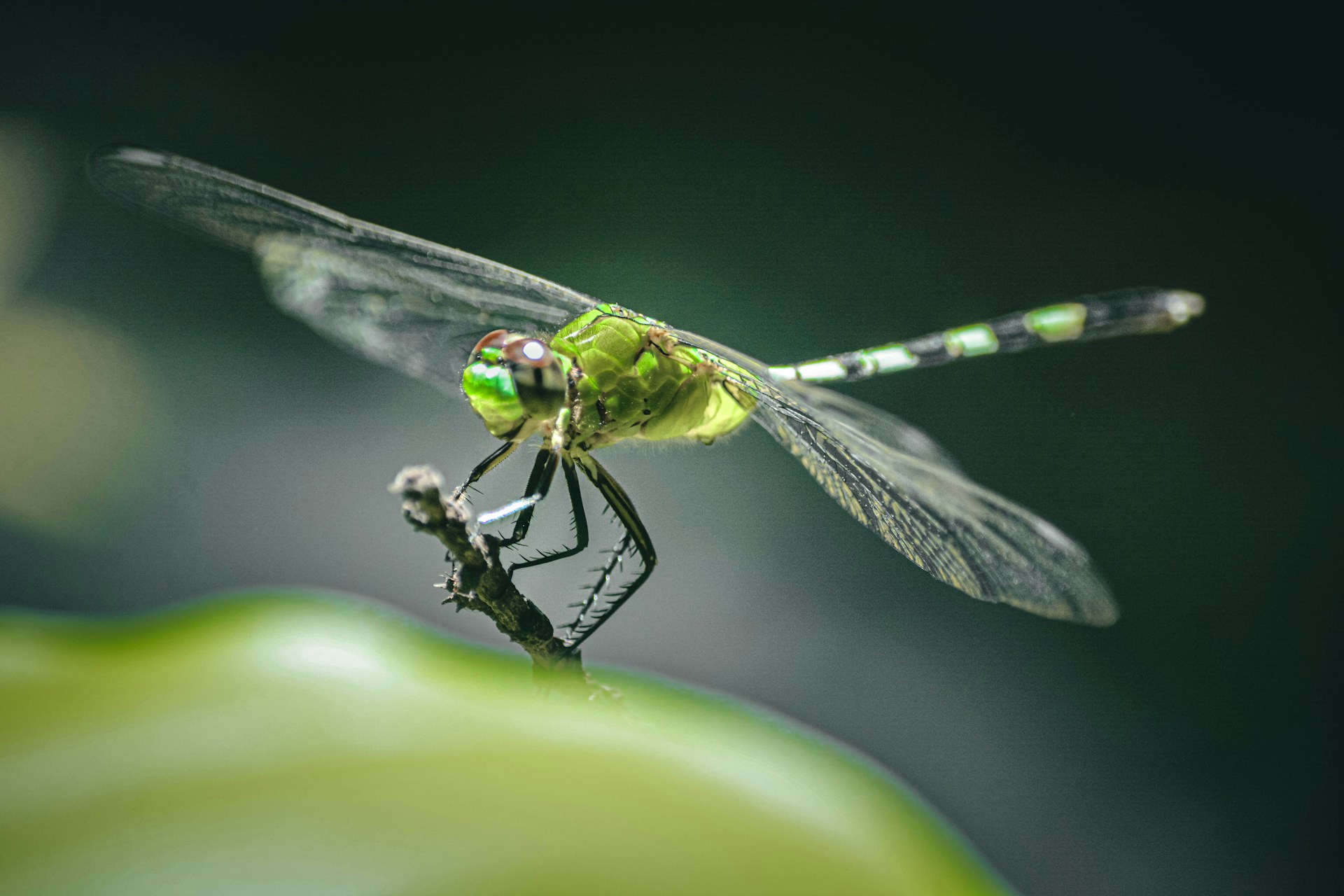 a close up of a dragon fly on a leaf
