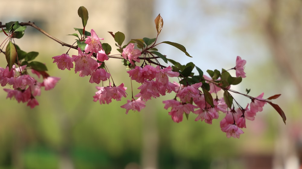 a branch with pink flowers in front of a building