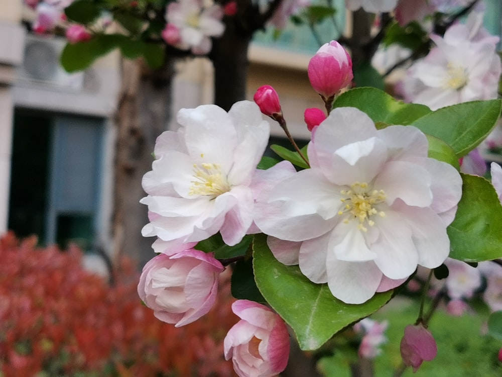 a bunch of flowers that are on a tree