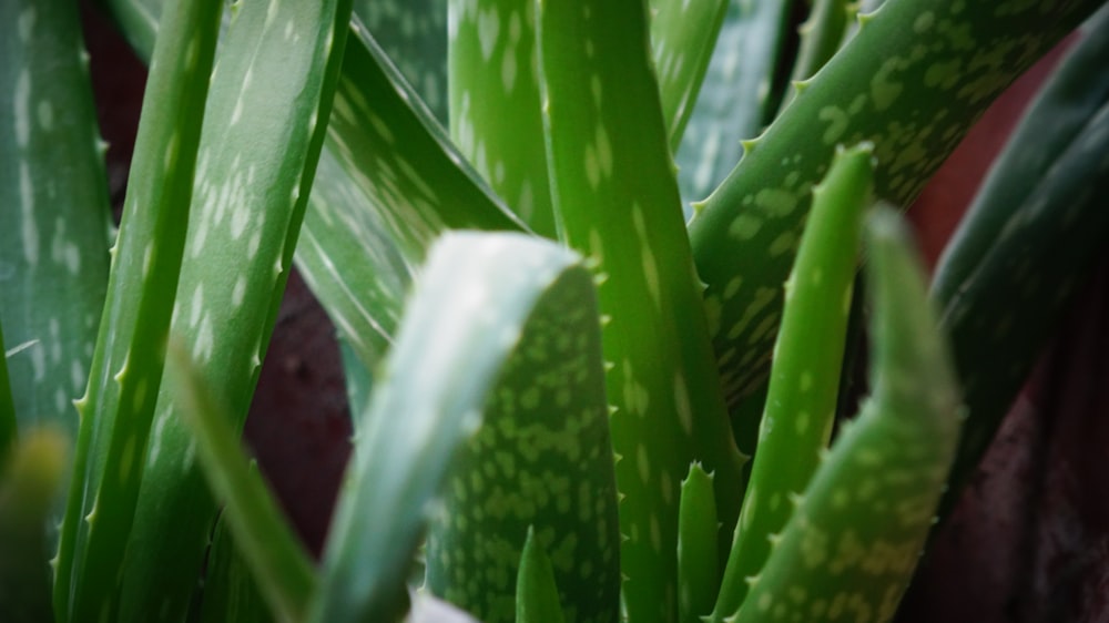 a close up of a plant with green leaves