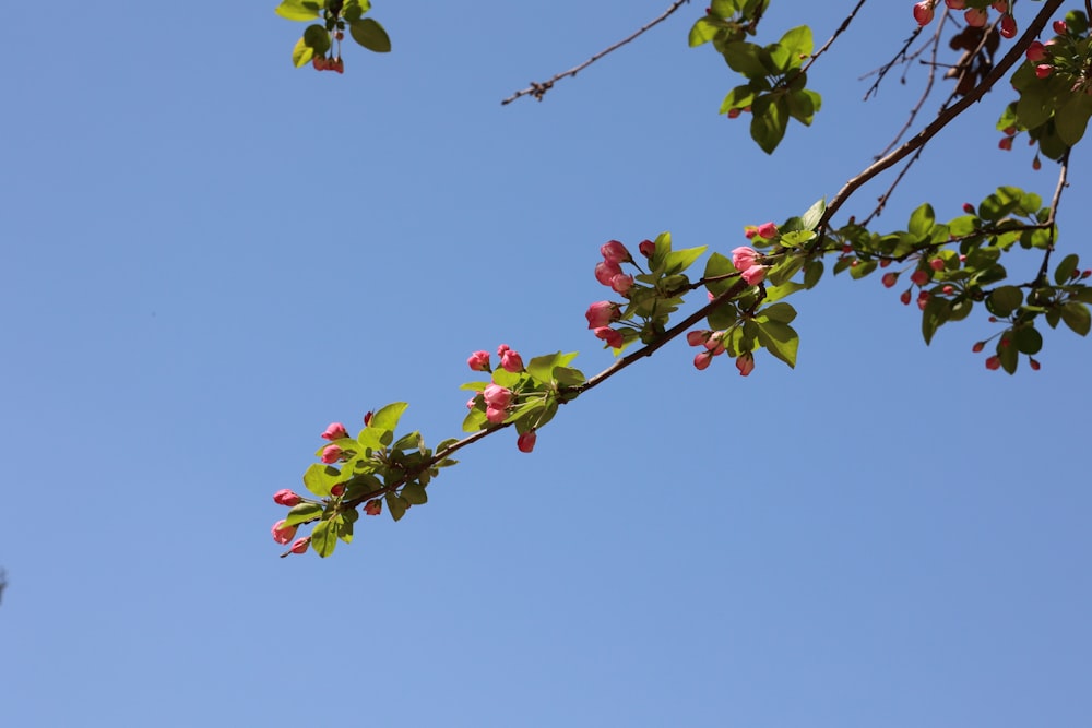 a tree branch with pink flowers against a blue sky