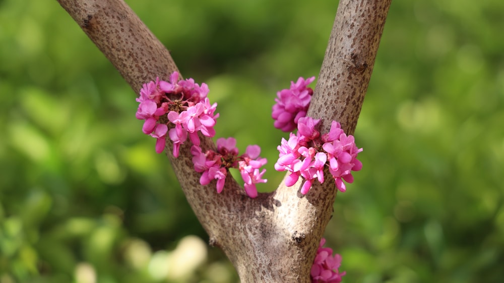 a branch of a tree with pink flowers