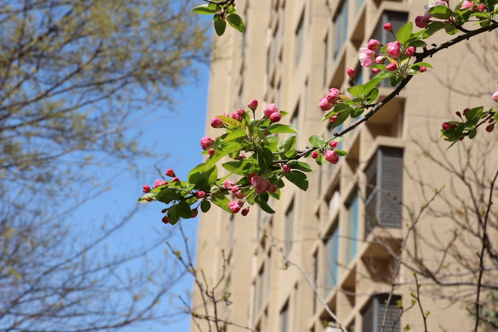 a tree with pink flowers in front of a building