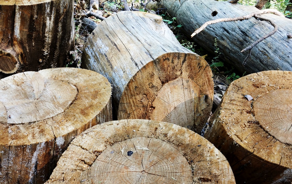 uma pilha de árvores cortadas em uma floresta