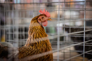 a close up of a chicken in a cage