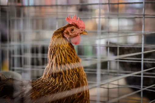 a close up of a chicken in a cage