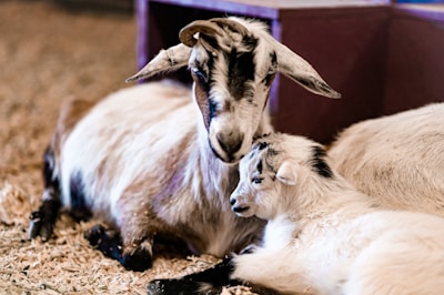 a couple of goats laying next to each other