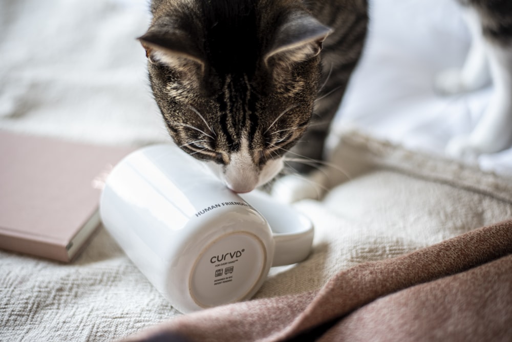 a cat drinking out of a cup on a bed