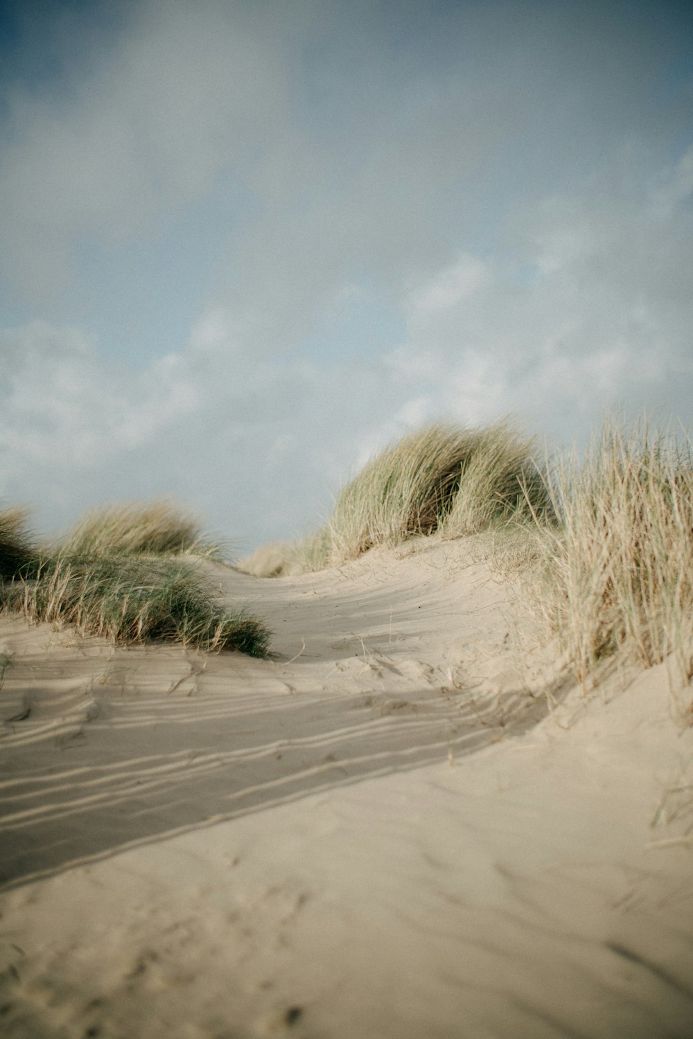 a sandy beach with grass blowing in the wind