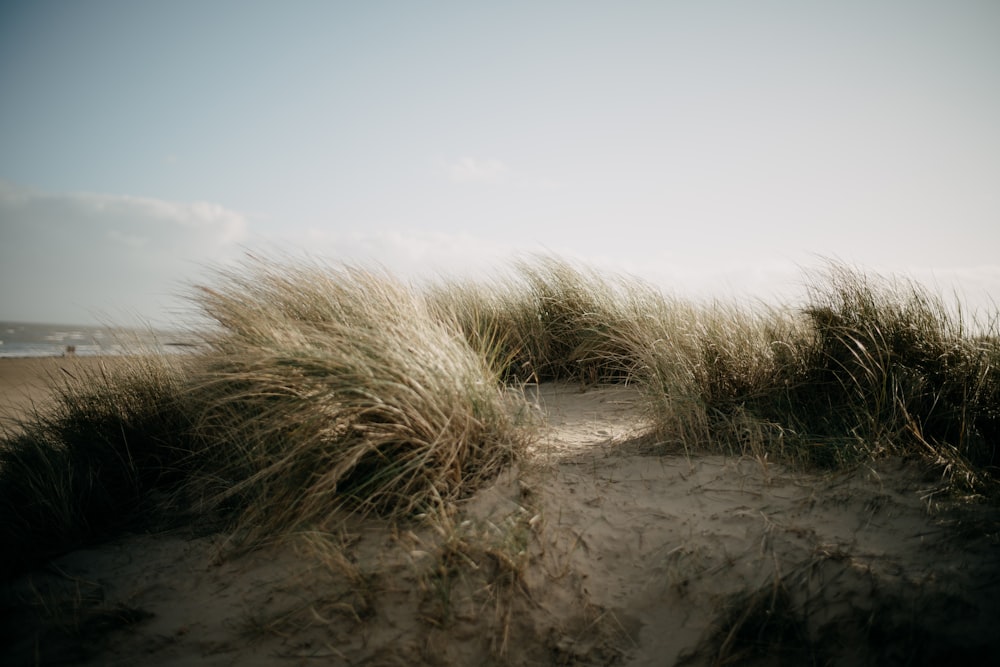 a sandy beach with grass blowing in the wind