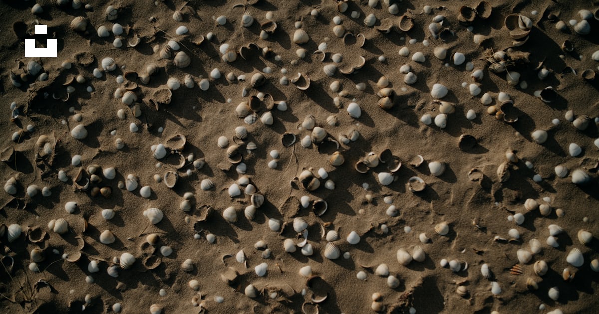 A bunch of shells that are on the sand photo – Free Shells Image on ...