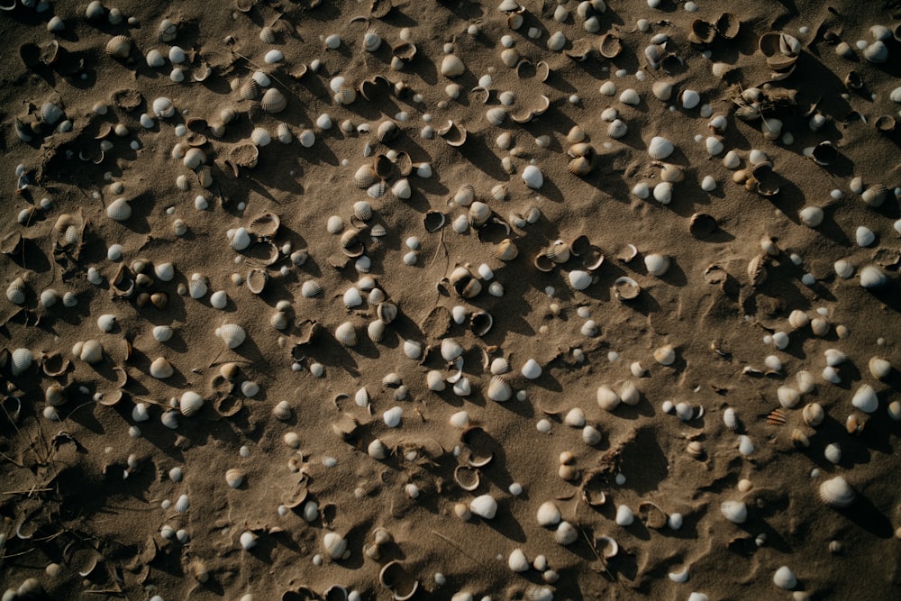 a bunch of shells that are on the sand