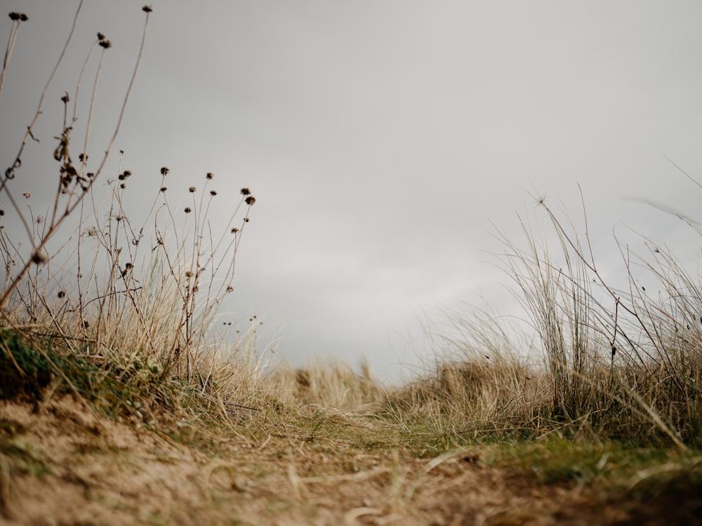 a field with grass and weeds on a cloudy day