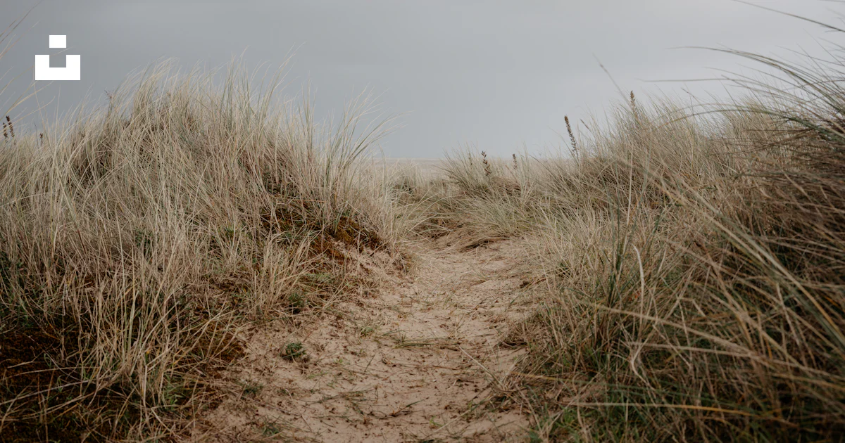 A path through the sand dunes leading to the beach photo – Free Coastal ...