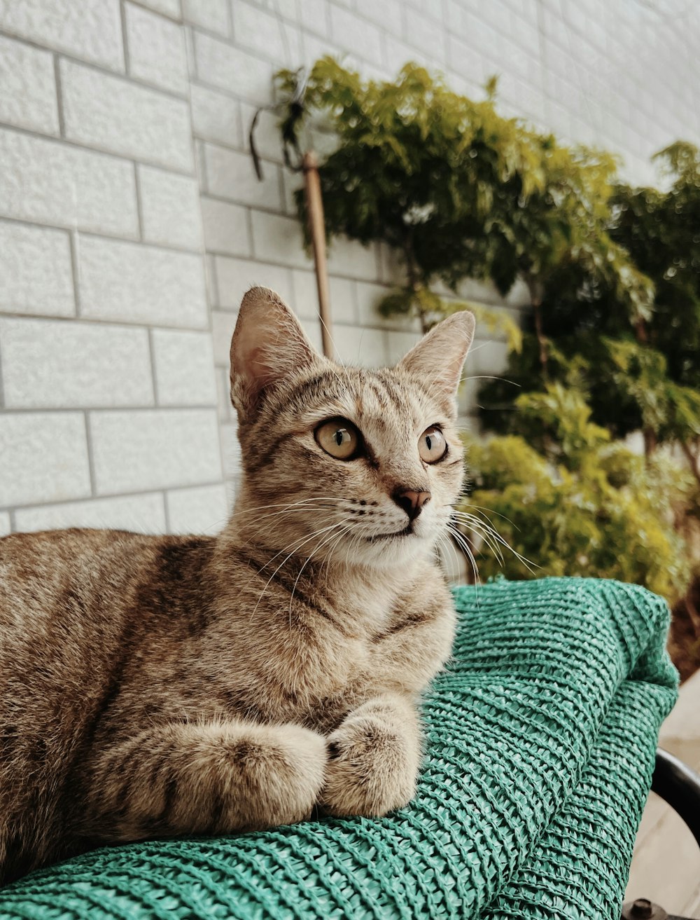 a cat sitting on top of a green blanket