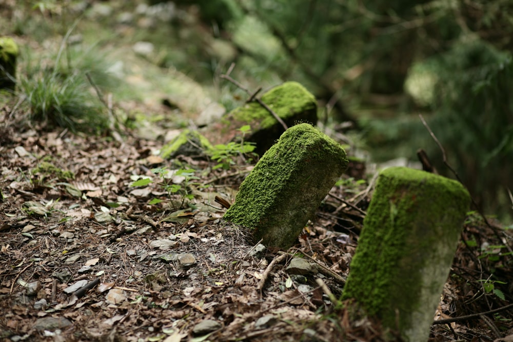 a group of moss covered rocks in the woods