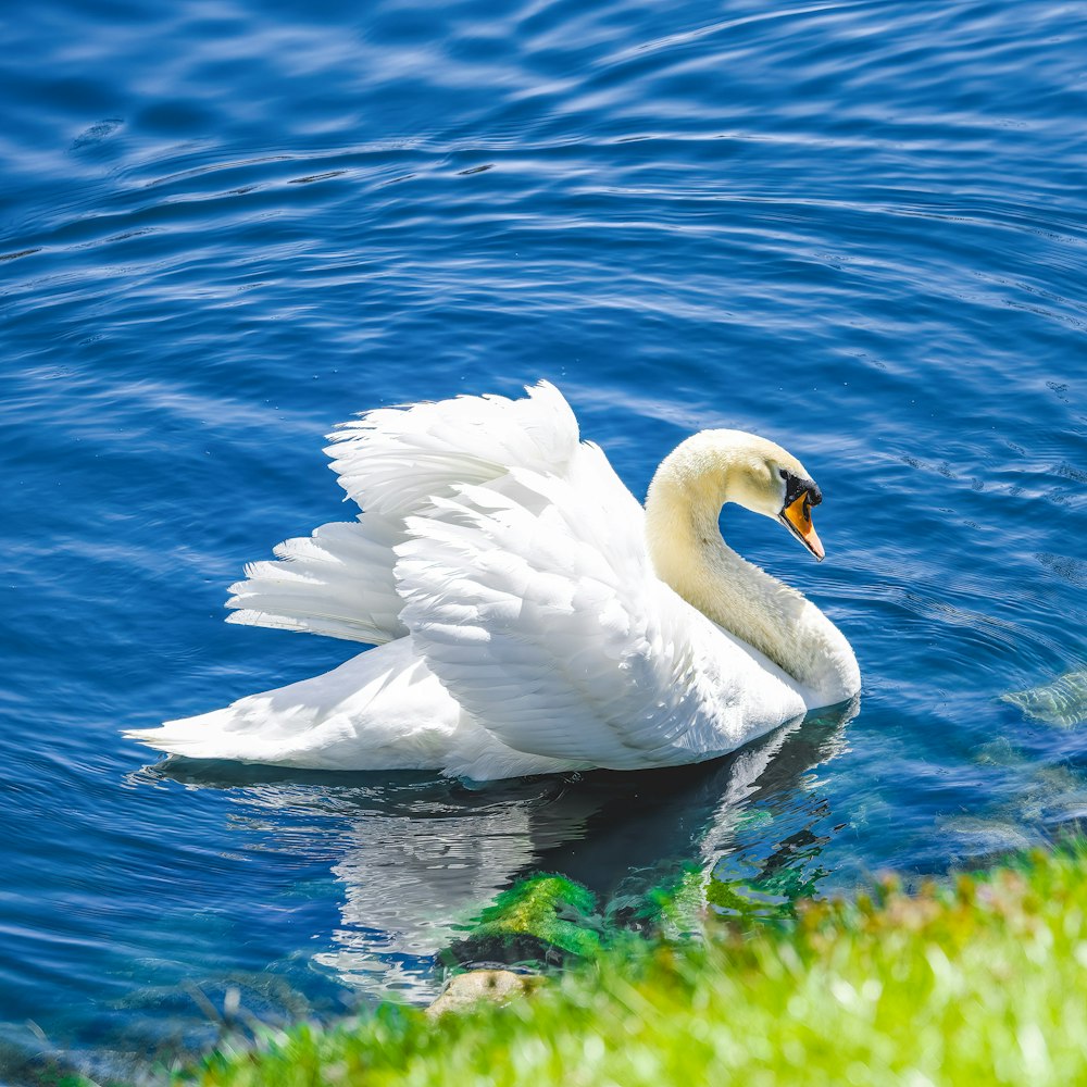 a white swan floating on top of a body of water