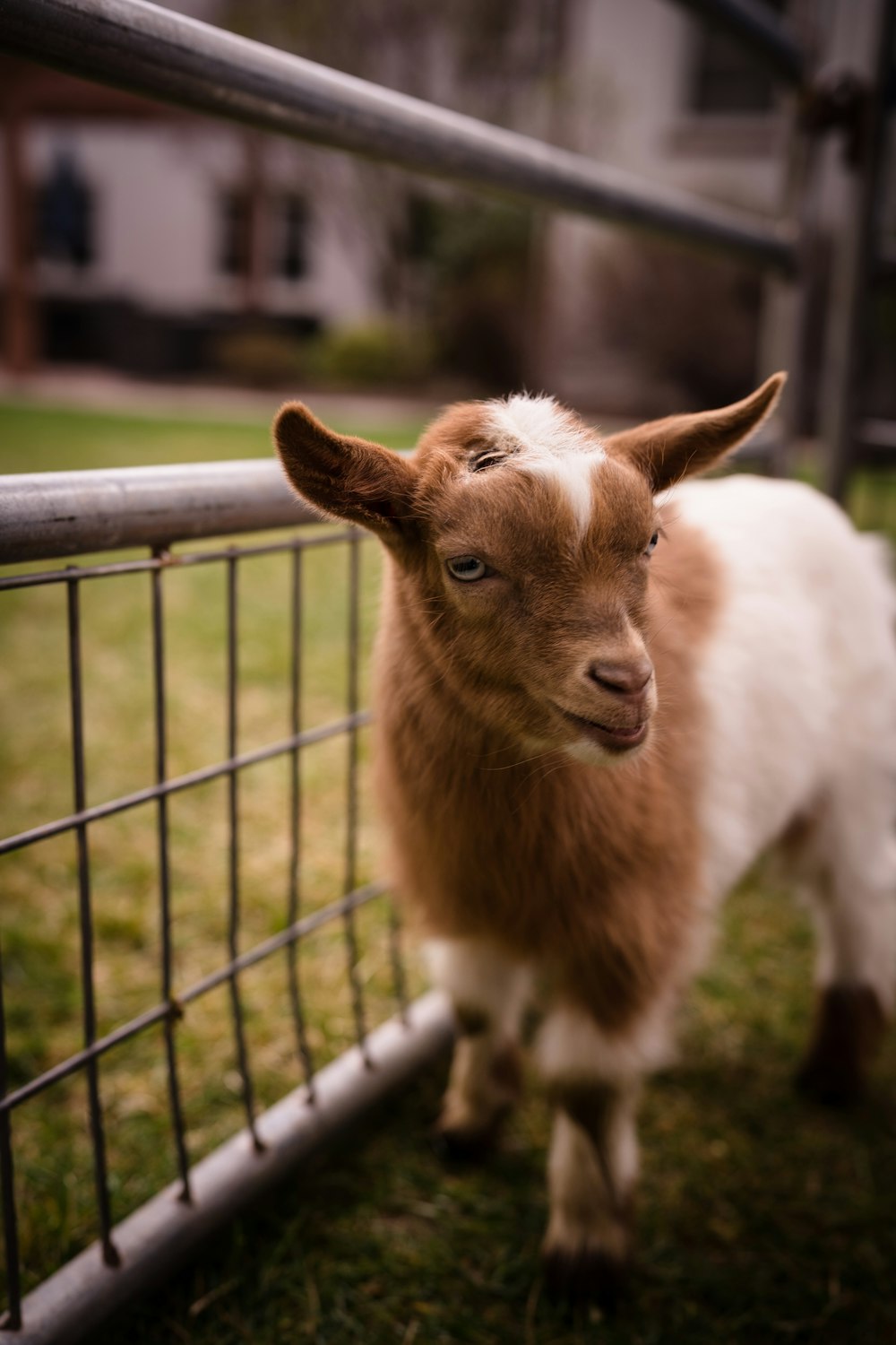 a brown and white goat standing next to a fence