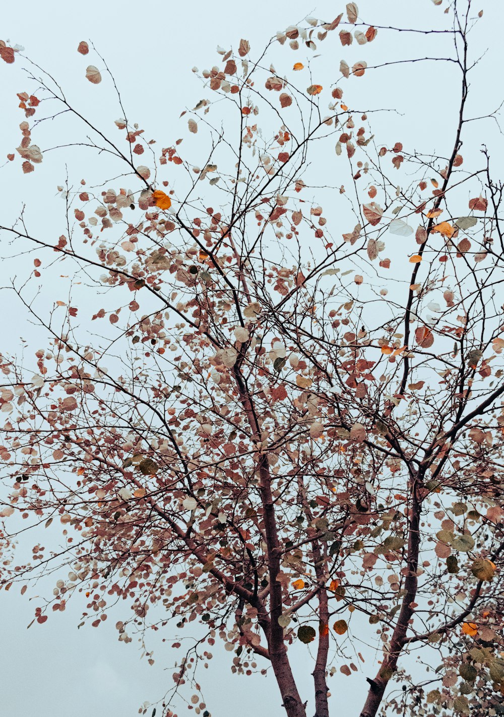 a tree with lots of leaves on it