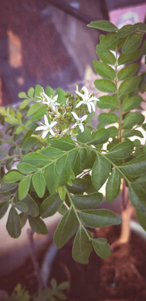 a close up of a plant with white flowers