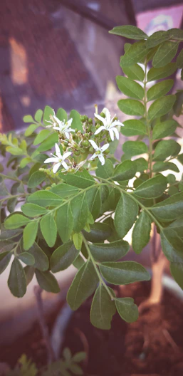 a close up of a plant with white flowers