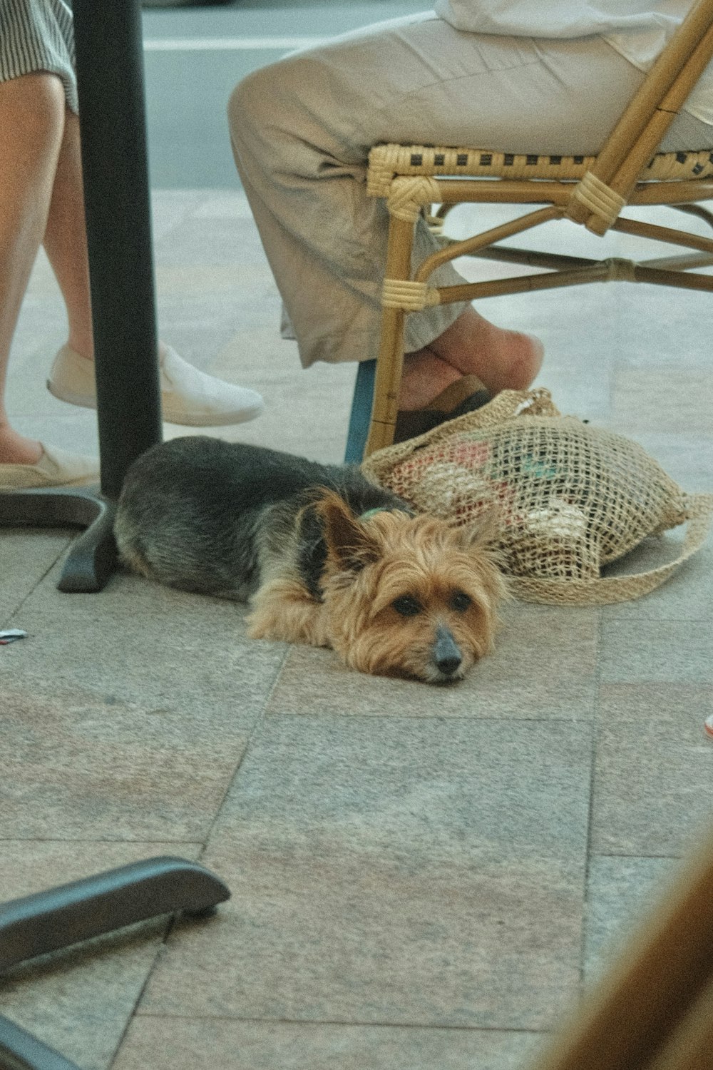 a dog laying on the ground next to a chair