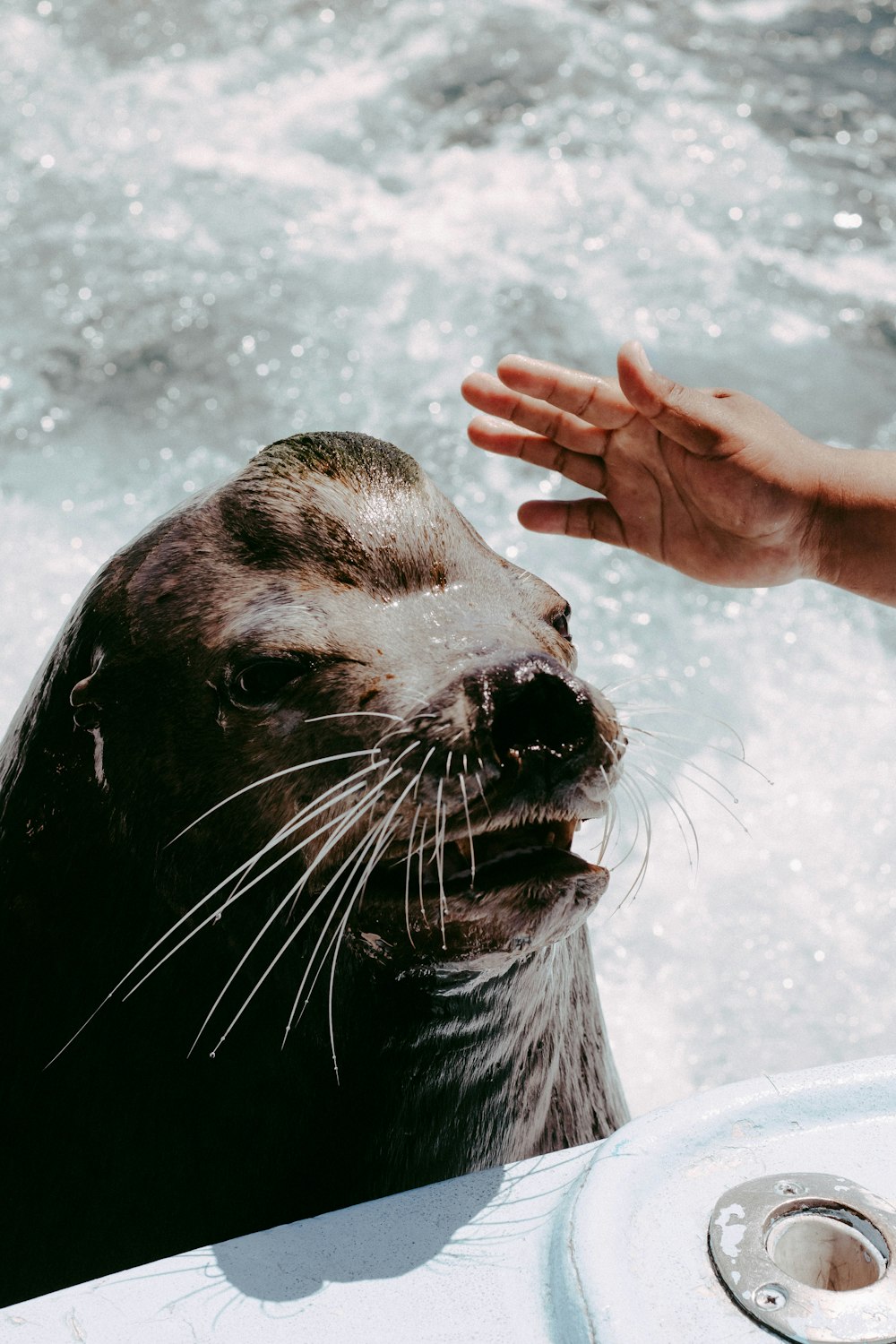 a sea lion being petted by a person in a boat