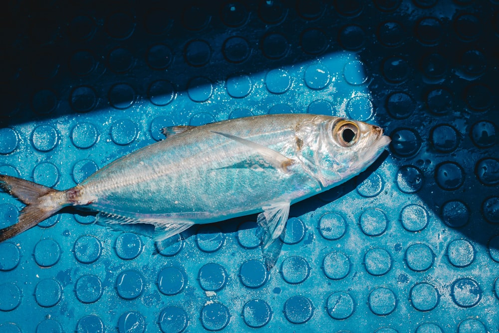 Ein Fisch, der auf einer blauen Matte liegt