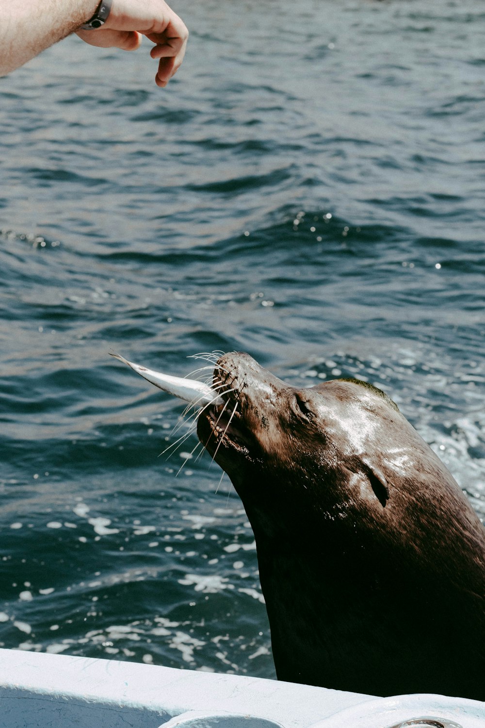 a sea lion being fed by a person on a boat