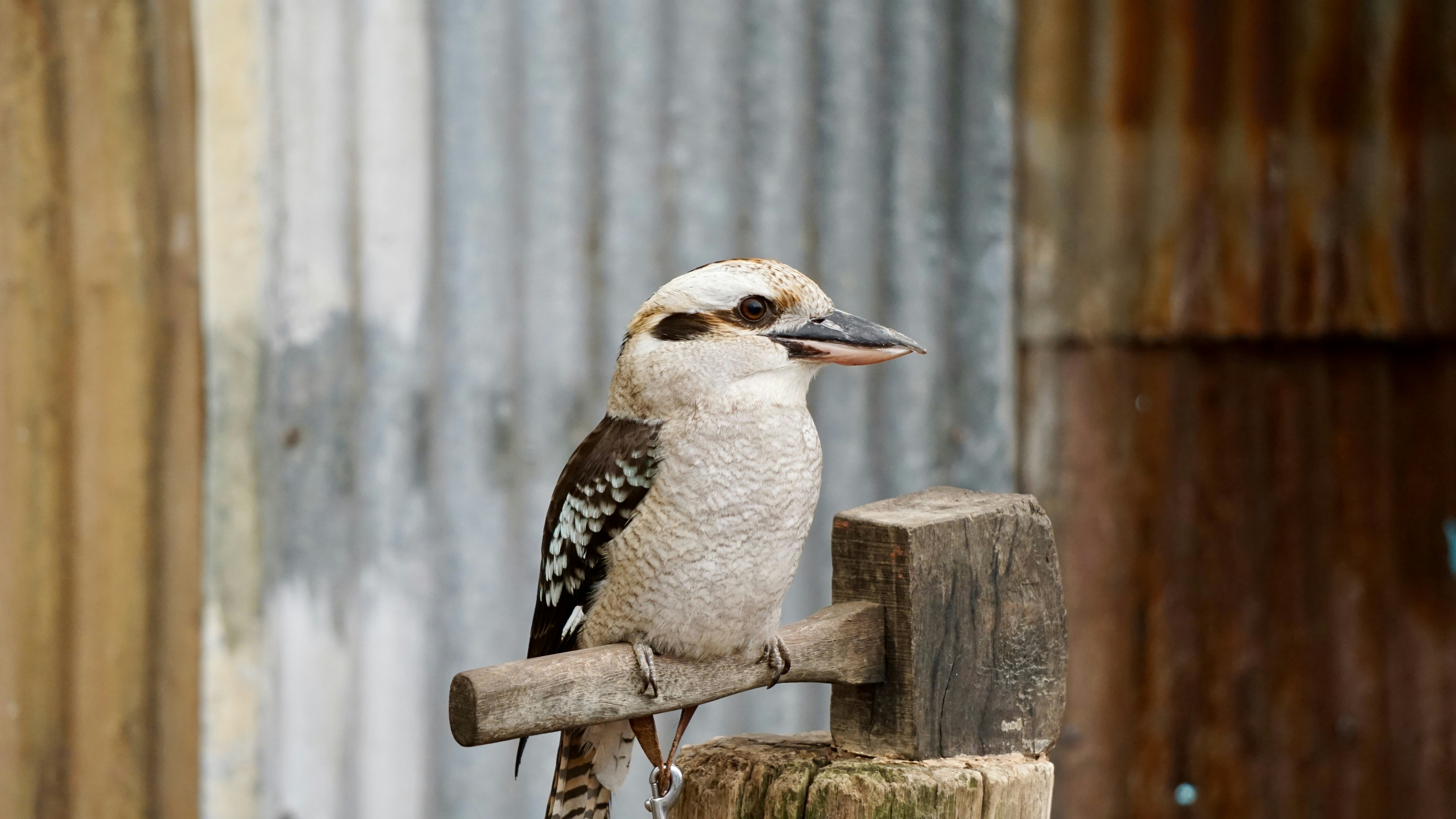 a bird sitting on top of a wooden post