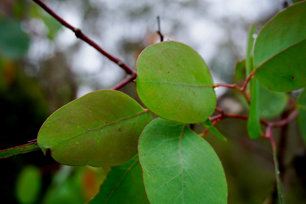 a close up of a green leaf on a tree