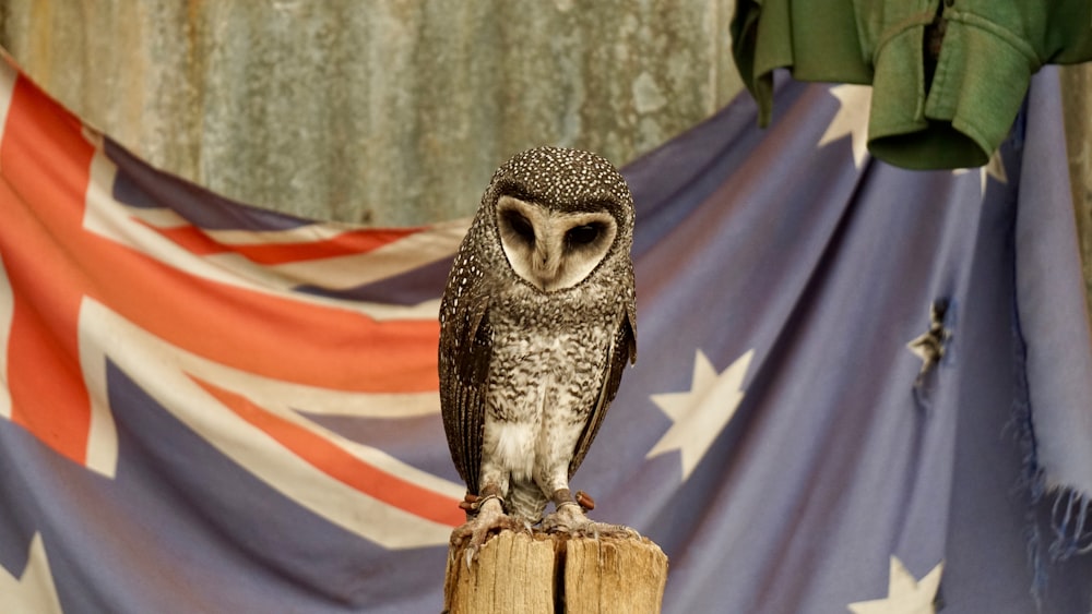 un hibou assis au sommet d’un poteau en bois