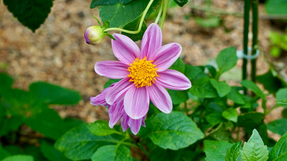 a purple flower with a yellow center surrounded by green leaves