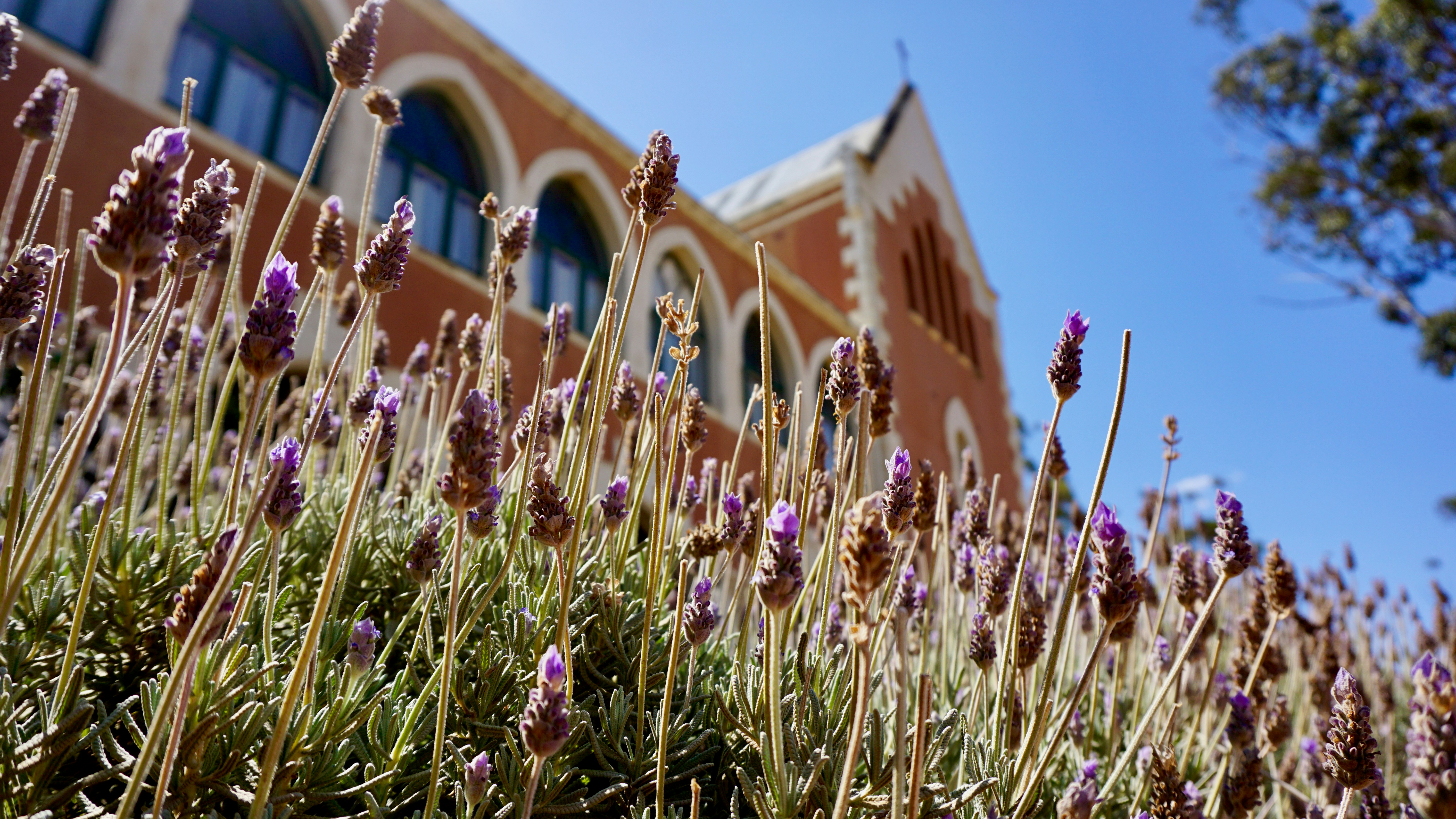 Lavender in front of a brick heritage building