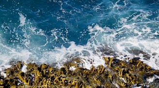 a view of the ocean from above the rocks