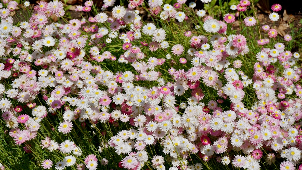 a bunch of white and pink flowers in a field