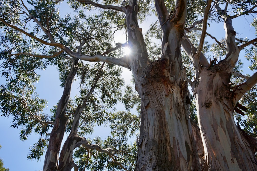 the sun shines through the branches of a tree