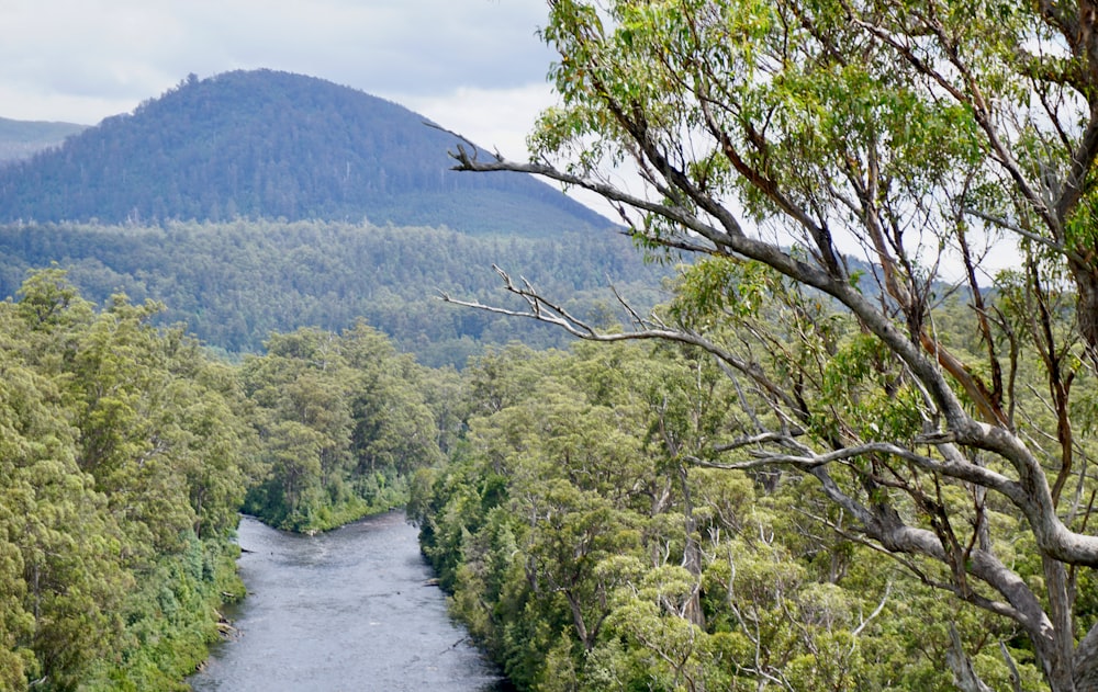 a river running through a lush green forest