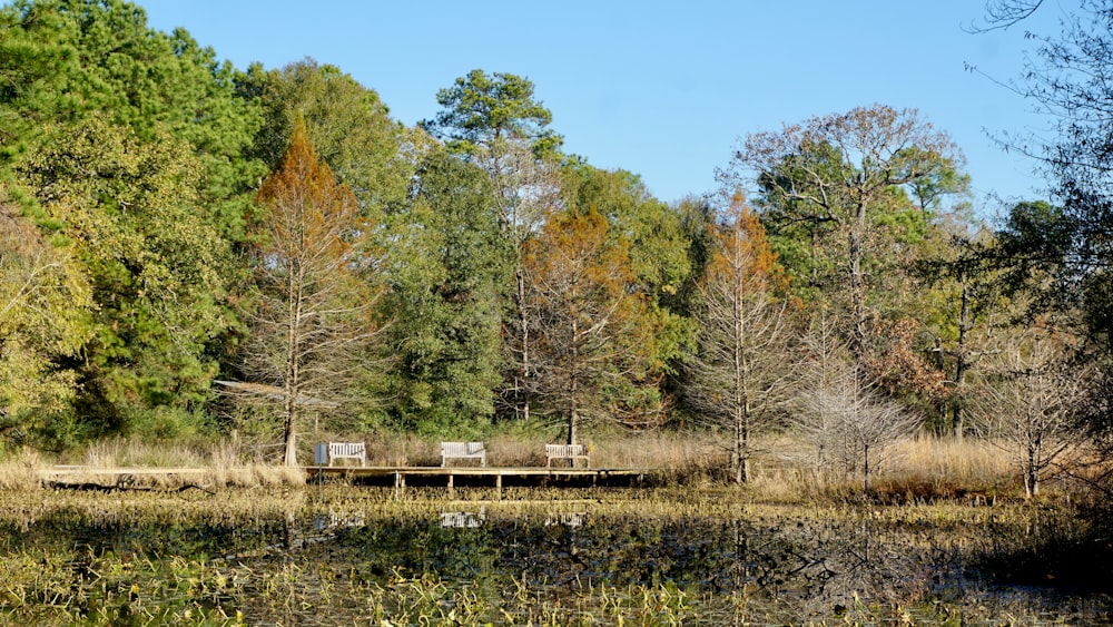 a wooden dock sitting in the middle of a forest