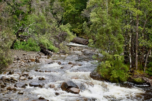 A serene river flows over rocks and stones with lush green trees and foliage lining its banks. The water is clear and runs swiftly, creating gentle rapids. The surrounding forest appears dense and vibrant, with a variety of tree species providing different shades of green.