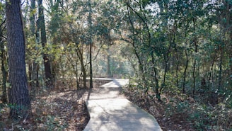 A wooden pathway winds through a dense forest with tall trees and lush greenery. Sunlight filters through the leaves, casting dappled shadows on the ground. The path leads deeper into the wooded area, inviting exploration and offering a tranquil setting surrounded by nature.
